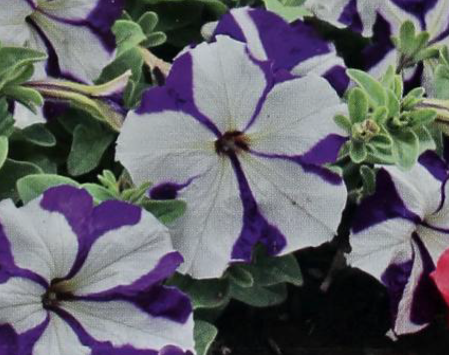 Petunia nana de polinización abierta