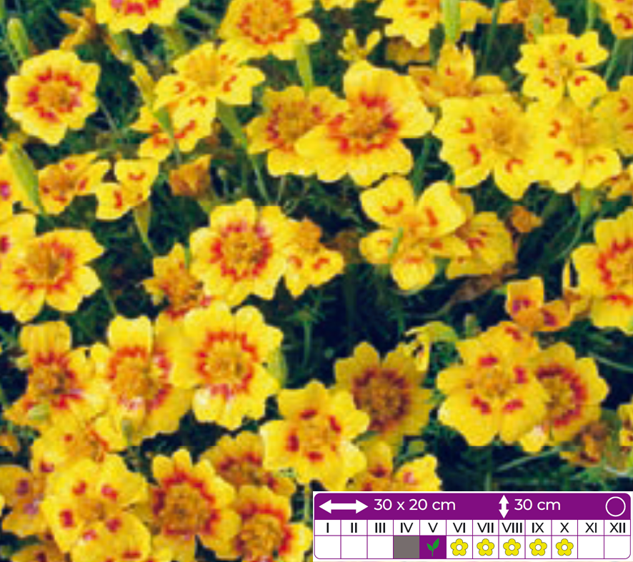 shade wildflower seed mix Native Partial Shade Wildflower Seed Mix