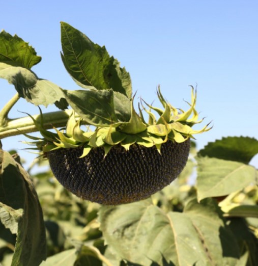 coco coir potting mix Coco Coir Potting Mix