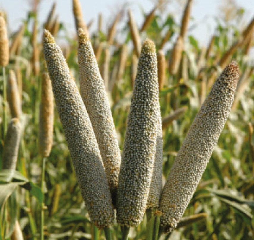 Open Pollinated Millet Pearl Millet | Bulk Seed for Commercial Trade