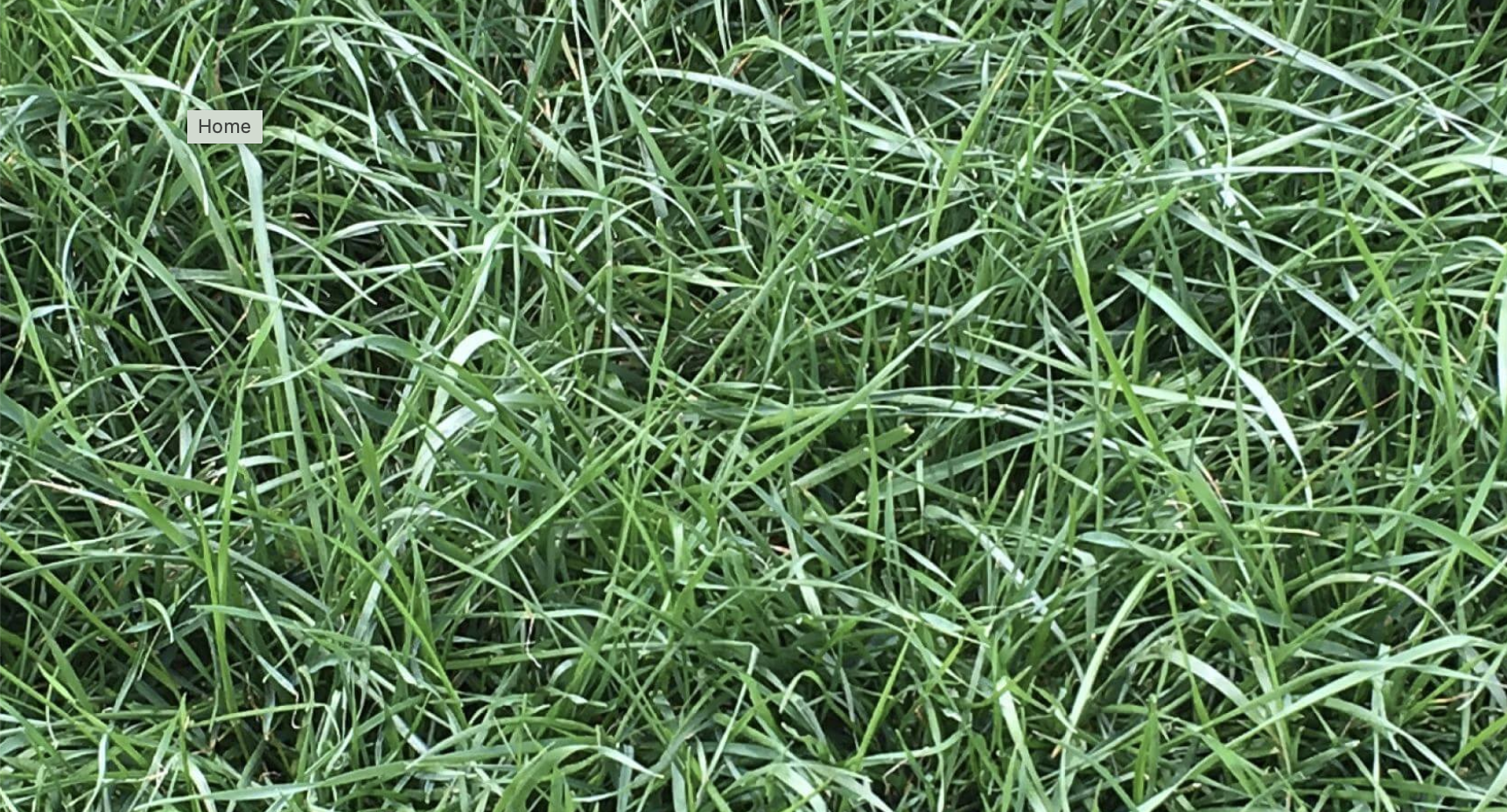 Open Pollinated Ryegrass Annual | Bulk Seed for Commercial Trade